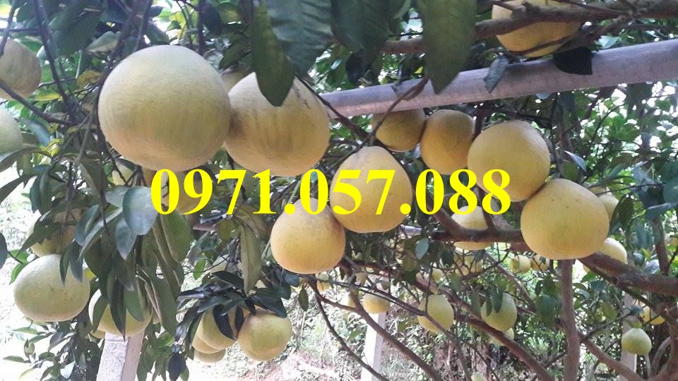 GIỐNG CÂY BƯỞI ĐỎ TÂN LẠC